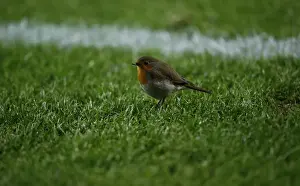 A bird bounces over the soccer pitch during the Europa League group D soccer match