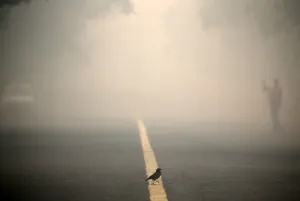 Religion Prints: A bird crosses a smog covered road in New Delhi