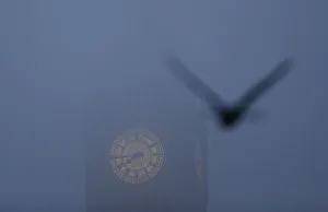A bird flies past the Big Ben clock tower on a foggy morning in central London