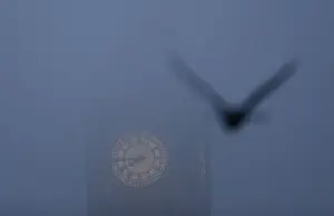 A bird flies past the Big Ben clock tower on a foggy morning in central London