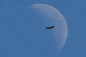 Trump Prints: A bird flies past the moon as U. S. President Donald Trump participates in a round of golf
