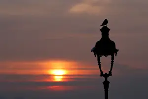 : A bird sits on a street lamp at the Butte Montmartre as the sun rises in Paris