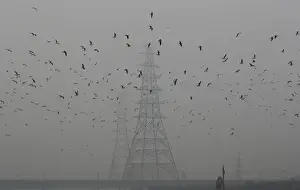 India Prints: Birds fly next to electricity pylons on a smoggy afternoon in the old quarters of Delhi