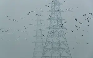 Pollution Prints: Birds fly next to electricity pylons on a smoggy afternoon in the old quarters of Delhi