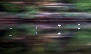 Birds fly over the Northern Dvina River outside the village of Verkhnyaya Toyma in Birds fly over the Northern Dvina River outside the village of Verkhnyaya Toyma in