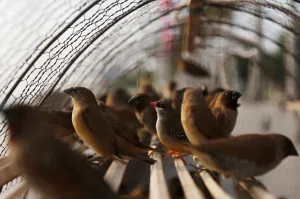 Images Dated 24th April 2018: Birds are seen in a cage for sale in front of the Royal Palace in central Phnom Penh