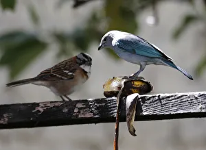 Bolivia Prints: Birds are seen in the Mariana Machicaos garden in La Paz