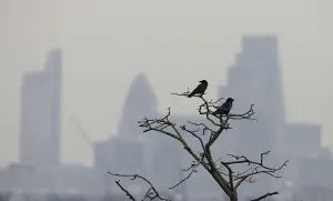 Prints of Birds sit on a tree branch in Hampstead Heath as smog surrounds the City of London April 3, 2014 Britain Prints: Birds sit on a tree branch in Hampstead Heath as smog surrounds the City of London