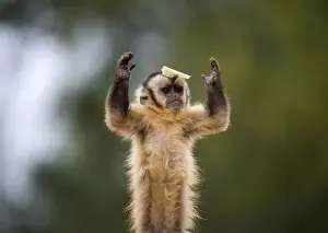 A black cap capuchin monkey plays with some food in its enclosure at the Olmense Zoo