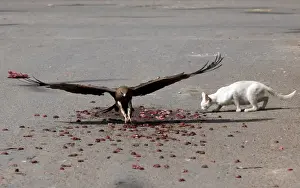 Pakistan Prints: Black kite flies past a cat to catch a piece of meat in Karachi