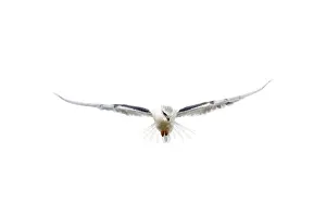 A black-winged kite hovers as it hunts at the Hula Lake Ornithology and Nature Park