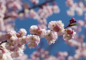 Full bloom cherry blossoms are pictured inside a public park on a spring day in Lausanne