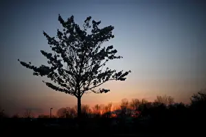 A blossoming cherry tree is seen at the Liberty State Park in Jersey City, New Jersey