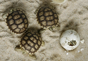 <b class=qtipBold><figcaption>BM2E45V0Y8O01</figcaption></b><br>Newly hatched sulcata turtles are pictured next to a hatching one in Servion near Lausanne May 31, 2008. Some 18 eggs from a female turtle of the Vivarium of Lausanne have been placed in an incubator and so far 14 babies are born. REUTERS/Denis Balibouse (SWITZERLAND) BM2E45V0Y8O01