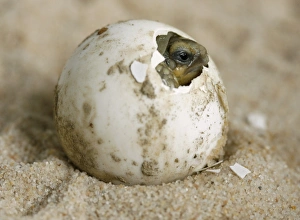 <b class=qtipBold><figcaption>BM2E45V0Y9D01</figcaption></b><br>A baby sulcata turtle cracks its eggshell in Servion near Lausanne May 31, 2008. Some 18 eggs from a female turtle of the Vivarium of Lausanne have been placed in an incubator and so far 14 babies are born. REUTERS/Denis Balibouse (SWITZERLAND) BM2E45V0Y9D01