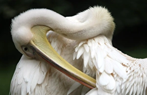 <b class=qtipBold><figcaption>BM2E5630ZXD01</figcaption></b><br>A rose pelican is pictured at the zoo of Wuppertal June 3, 2009. REUTERS/ Ina Fassbender (GERMANY ANIMALS) BM2E5630ZXD01