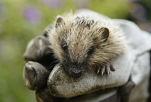 <b class=qtipBold><figcaption>BM2E5A611ZG01</figcaption></b><br>A two-month old hedgehog is carried in a garden where it was found last week, in Gelsenkirchen October 6, 2009. Wild hedgehogs generally hibernate from November to March. REUTERS/Ina Fassbender (GERMANY ANIMALS ENVIRONMENT SOCIETY IMAGES OF THE DAY) BM2E5A611ZG01