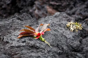 Hawaii Prints: A bouquet and a lei rest on a lava flow in the Leilani Estates subdivision during ongoing