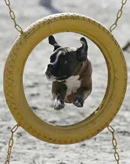Prints of A boxer dog jumps through a tyre on a dog agility course during an annual dog show in the southern Russian city of Rostov-on-Don March 9, 2012 Russia Prints: A boxer dog jumps through a tyre during an annual dog show in the southern Russian city