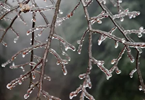Austria Prints: Branches of a tree are covered with ice near Amstall