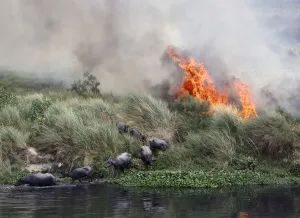 India Prints: Buffalos escape a fire, which is spreading on a patch of land by the Yamuna river