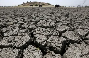 India Prints: Buffalos graze in dried-up Chandola Lake in Ahmedabad