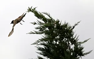 Lebanon Prints: A Bulbul bird is seen near a tree in the southern village of Khiam