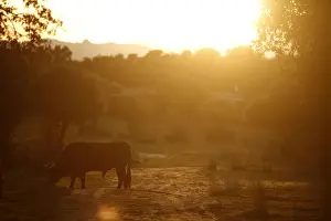 Spain Prints: A bull grazes during sunset at Reservatauro Ronda cattle ranch in Ronda