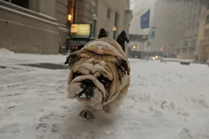Weather Prints: A bulldog walks through the snow during a snowstorm in New York