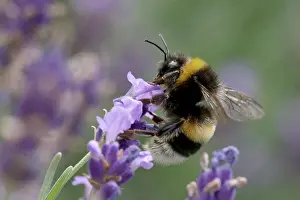 A bumblebee collects nectar from lavender blossoms in Vienna