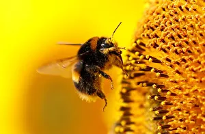 A bumblebee is seen on a sunflower at The Pop Up Farm in Flamstead, St Albans A bumblebee is seen on a sunflower at The Pop Up Farm in Flamstead, St Albans