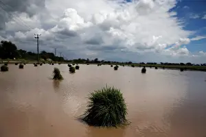Bundles of rice seedlings are seen in the fields at Pontang village in Serang