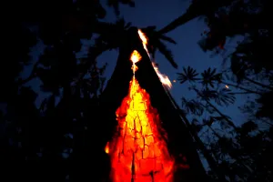 Prints of A burning tree is seen during a fire in an area of the Amazon rainforest in Itapua do Oeste, Rondonia State, Brazil, September 11, 2019. Picture taken September 11, 2019 Brazil Prints: A burning tree is seen during a fire in an area of the Amazon rainforest in Itapua do