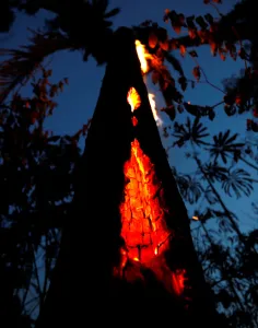 Environment Prints: A burning tree is seen during a fire in an area of the Amazon rainforest in Itapua do