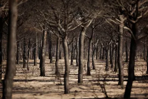 Spain Prints: Burnt trees are seen after a forest fire in Donana National Park near Matalascanas