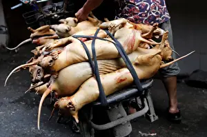 Butchered dogs are transported to a vendors stall at a market during the local dog meat