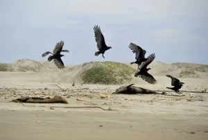 Peru Prints: Buzzards fly around two dead dolphins on a beach in Lambayeque