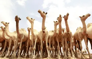 Camels wait for their turn to drink water from a tank near Harfo, northwest of Mogadishu Camels wait for their turn to drink water from a tank near Harfo, northwest of Mogadishu