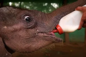 Myanmar Prints: A camp staff feeds Ayeyar Sein, a four-month-old baby elephant who lost her parents to