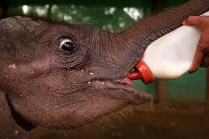 A camp staff feeds Ayeyar Sein, a four-month-old baby elephant who lost her parents to poachers