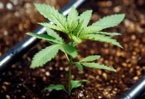 North Macedonia Prints: A cannabis plant is pictured at a medical cannabis farm near Kumanovo