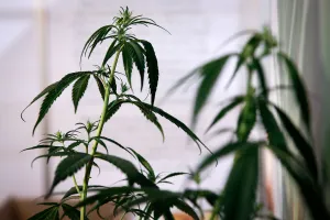 Greece Prints: A cannabis plant is seen at the 1st International Cannabis Expo, in Athens