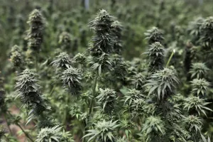 Colombia Prints: Cannabis plants are seen inside a greenhouse of the Clever Leaves company in Pesca