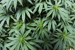 Colombia Prints: Cannabis plants are seen inside a greenhouse of the Clever Leaves company in Pesca