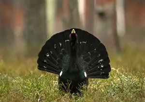 Belarus Prints: Capercaillie is seen at the mating ground in a forest near the village of Vyganashchy