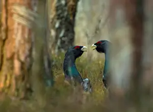 Belarus Prints: Capercaillies are seen at the mating ground in a forest near the village of Vyganashchy