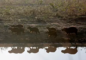 Bolivia Prints: Capybaras are seen next to the road during prolonged drought conditions near San Rafael