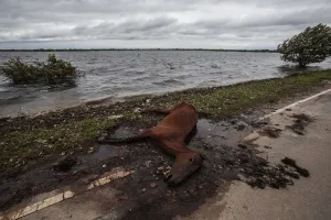 Bolivia Prints: The carcass of a horse lies by a road on a flooded area near Trinidad