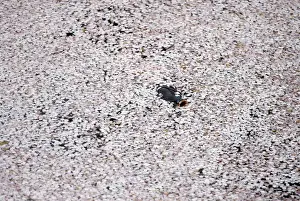 Dailylife Prints: A carp swims in the Chidorigafuchi moat covered with petals of cherry blossoms in Tokyo