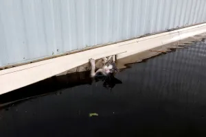 A cat clings to the side of a trailer amidst flood waters before it was saved as the A cat clings to the side of a trailer amidst flood waters before it was saved as the